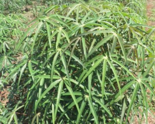 Registran la primera mandioca del país