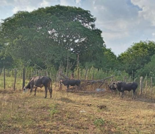 RIACHO HE HE: Recuperan animales vacunos relacionados a hecho de abigeato