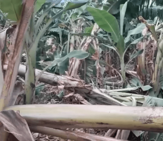 LAGUNA NAINECK: Breve pero fuerte ventarrón afectó lotes de banano.