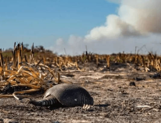 TRAGEDIA EN CORRIENTES: Se quemó el 40% del Parque Nacional Iberá y redoblan esfuerzos para salvar a la fauna autóctona