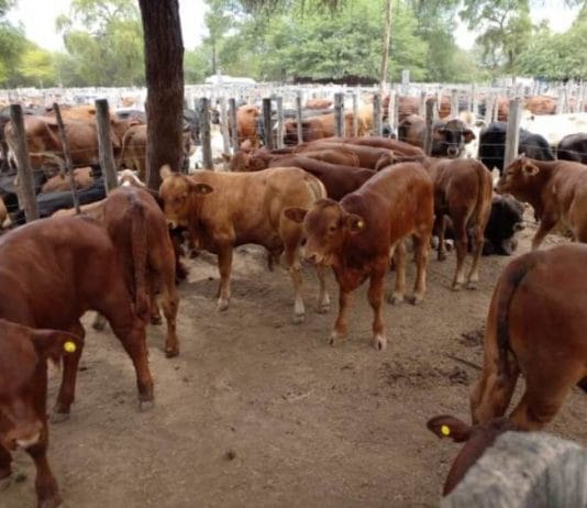 El Gobierno Nacional homologó la emergencia agropecuaria para Formosa