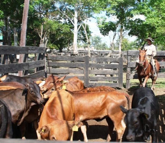 Todo listo para la fiesta provincial del ternero y novillito formoseño
