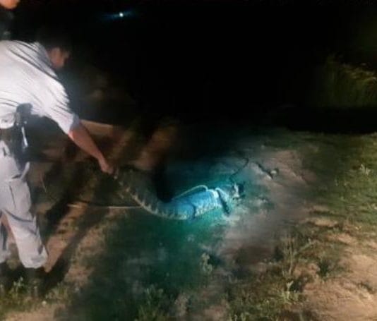 LAGUNA NAINECK: Vecino encontró un yacaré en su patio.