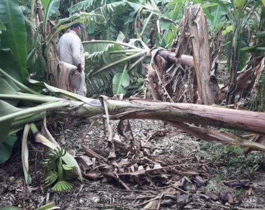 LAGUNA NAINECK: Unas 100 hectáreas de banana dañadas por el temporal de este miércoles.