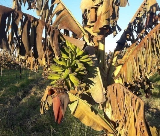 LAGUNA NAINECK: Productores agropecuarios convocan a legisladores nacionales y provinciales.