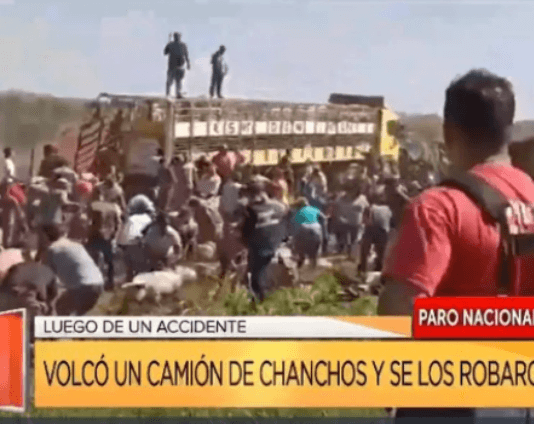 INSÓLITO CORDOBA: Volcó un camión y así se robaban los cerdos