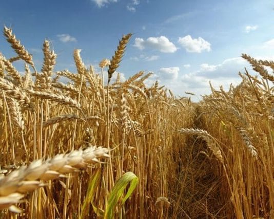 El campo le advirtió al Gobierno que protestará como en 2008 si sube las retenciones a trigo y maíz
