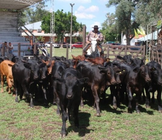 Exitosa 41ª Fiesta Provincial del Ternero y Novillito Formoseño.