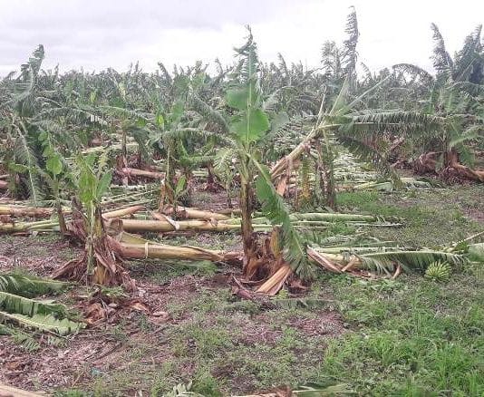 LAGUNA NAINECK: Violento vendaval arrasó con cultivos de banana y hortalizas en varias colonias de la jurisdicción.