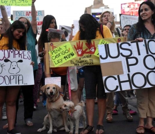 DÍA DEL ANIMAL. Perspectiva animalista: piden nuevas leyes y endurecer las penas por maltrato