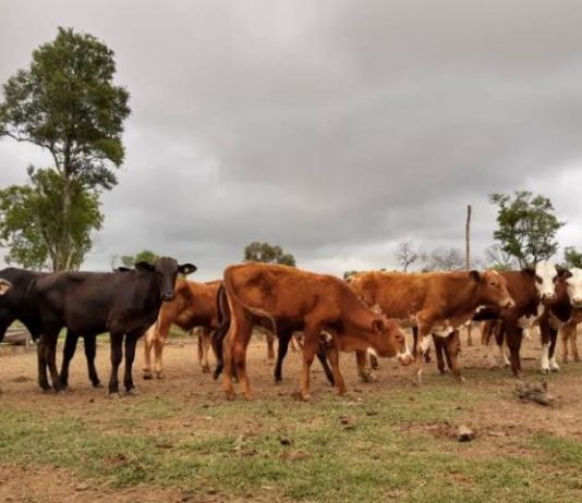 Los fondos de la emergencia agropecuaria fueron transferidos a la provincia