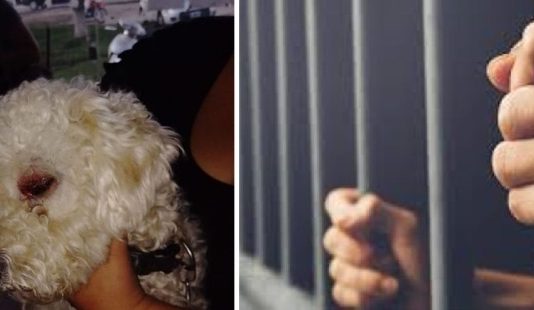 LAGUNA BLANCA: Agredió a un “caniche” por lo que fue imputado y detenido por maltrato animal.