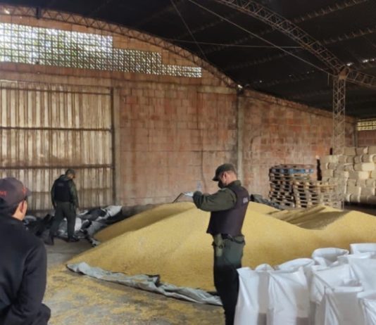 CLORINDA :Incautan 80 toneladas de maíz en nueve allanamientos.