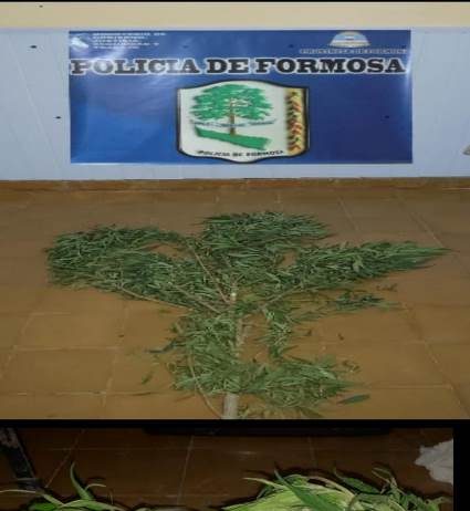 EL ESPINILLO: Secuestran una planta de marihuana frente a establecimiento educativo.