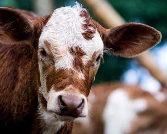Robaron un ternero con rabia, lo faenaron y vendieron la carne: ahora todo un pueblo está en alerta