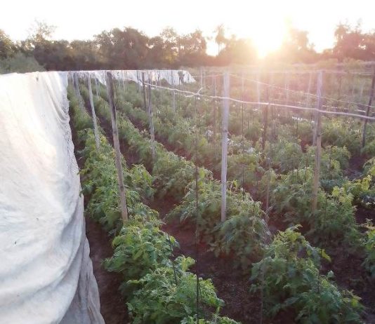 LAGUNA NAINECK: La masa de aire frio trajo la primera helada del año.