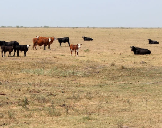 FALTANTE DE GASOIL: En Formosa frena la cosecha y el arribo de alimento e impide el traslado de animales para recuperarlos de la sequía