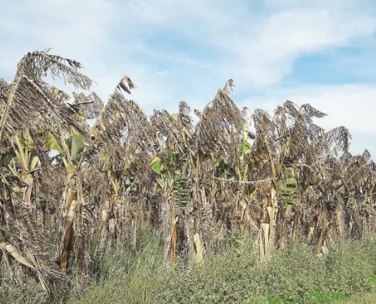 Comenzó la distribución de fondos de la Emergencia Agropecuaria a unos 640 productores bananeros
