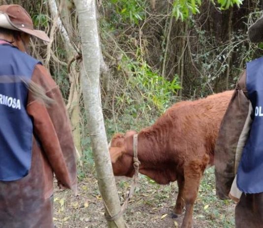 LAGUNA GALLO: Abigeos terminaron detenidos en un allanamiento en el que recuperaron un animal vacuno y carne