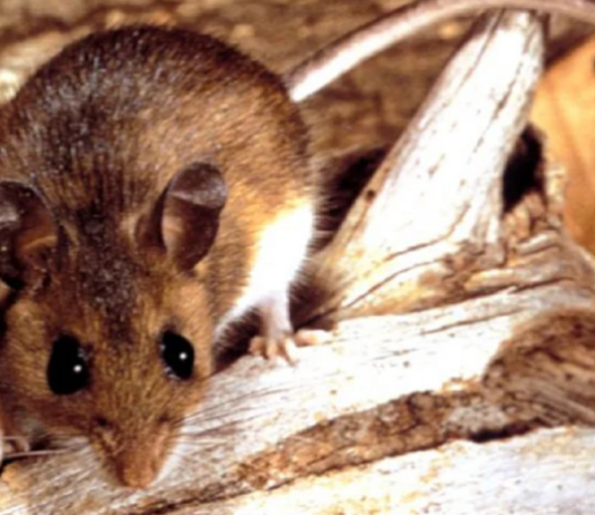 CHUBUT: Murió una niña de 8 años por hantavirus.