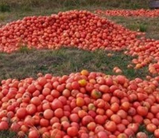 CRISIS: Productores correntinos tiran toneladas de tomates.