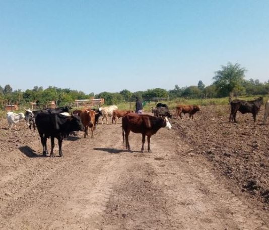 LAGUNA BLANCA: La Policía detectó 17 animales vacunos en el interior del cementerio local