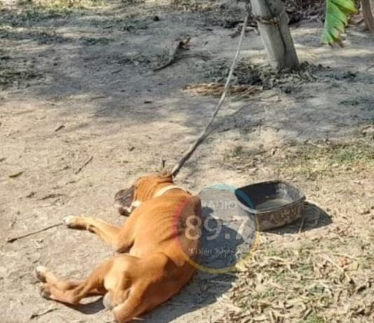 EL ESPINILLO: Crueldad animal: la policía rescató a un perrito cuyo dueño lo tenía en pésimas condiciones.