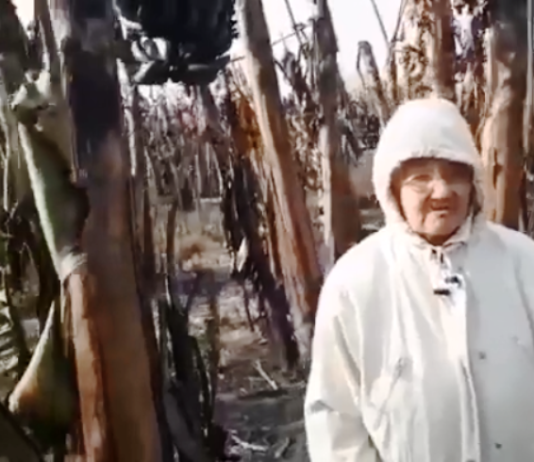SIETE PALMAS: Tras perder un lote de banano de 5 hectáreas en un incendio en colonia Marca M, pide ayuda al gobierno.