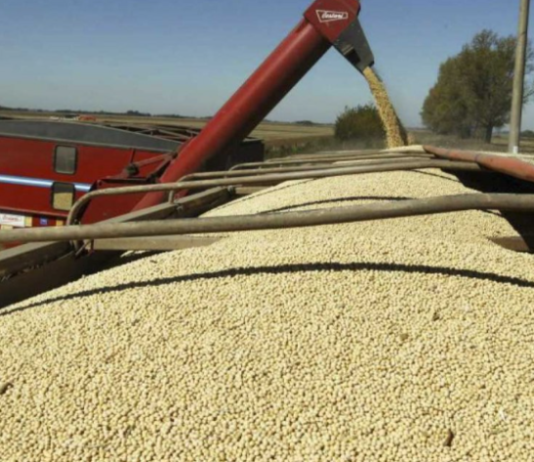 Imparable, el «dólar-soja» aportó casi US$ 500 millones más