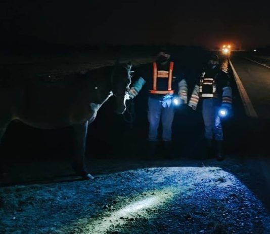 EL ESPINILLO: Secuestran un equino suelto en la vía pública durante operativo de prevención y concientización.