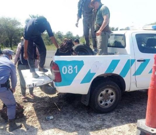 Cnia. PASTORIL: Esclarecen hecho de abigeato calificado y secuestran una camioneta y carne con cuero .