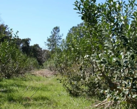 DE NORTE A SUR : La sequía pone en alerta a los productores de todas las regiones.