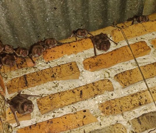 Tareas para el control del vampiro transmisor de la rabia paresiante en Formosa