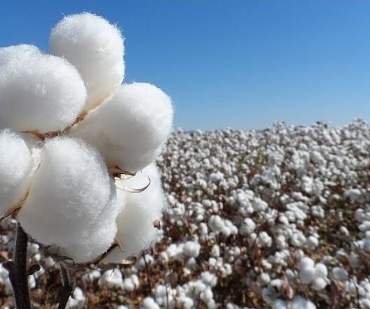 Chaco con campaña algodonera y Formosa ?.