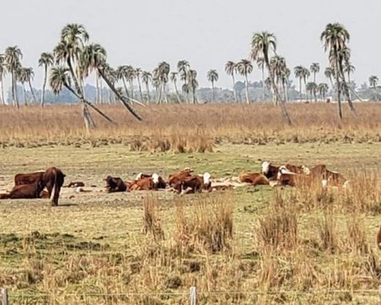 No solo sufren los cultivos: por la sequía, están en riesgo más de 12 millones de cabezas bovinas