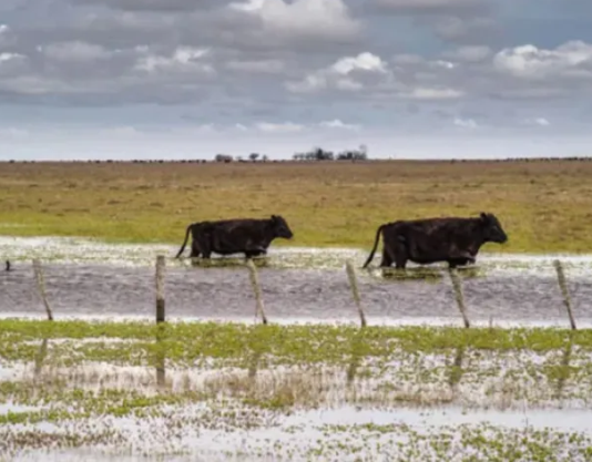 Contrabando de ganado vacuno desde Formosa a Paraguay.