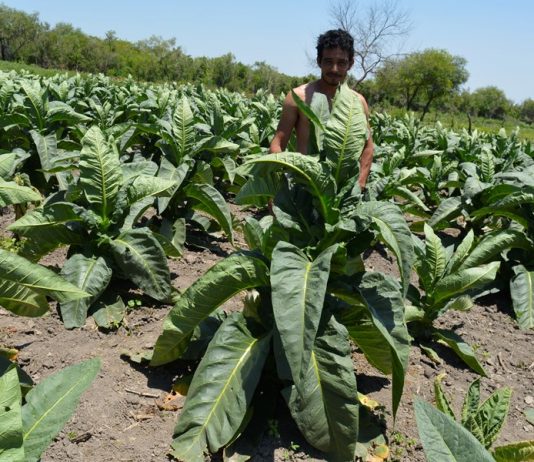 LAGUNA NAINECK: Cultivo alternativo que trae esperanzas.
