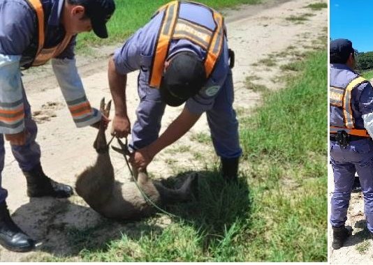 EL ESPINILLO. Un ejemplar de guazuncho fue liberado en su hábitat tras ser rescatado en el campo de un vecino.