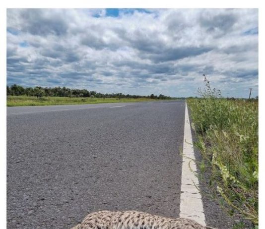Un jaguarcito en la ruta.