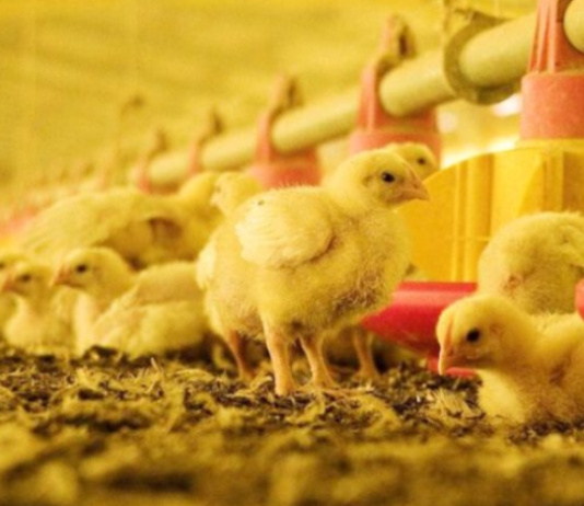 SENASA: Exponen razones por las que se debe denunciar cualquier sospecha de influenza aviar en Argentina