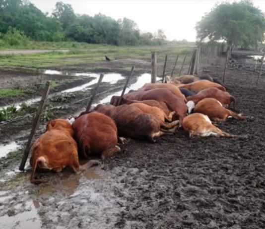 VILLAFAÑE: Un rayo mató a 65 terneros.