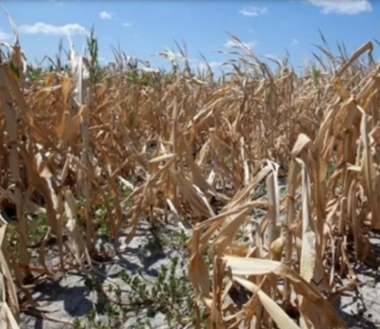 Declaran al Norte Grande en emergencia ambiental por las sequías y heladas.