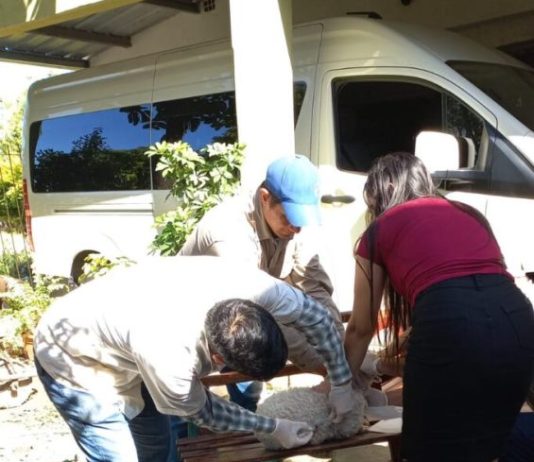 Detectaron un caso positivo de rabia canina en la ciudad de Formosa