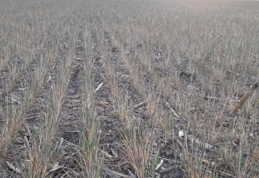 La sequía le pone un freno al ingreso de dólares del campo y se encendieron las alarmas en el Gobierno