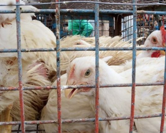 Argentina, en alerta preventiva ante el avance de la gripe aviar en Sudamérica