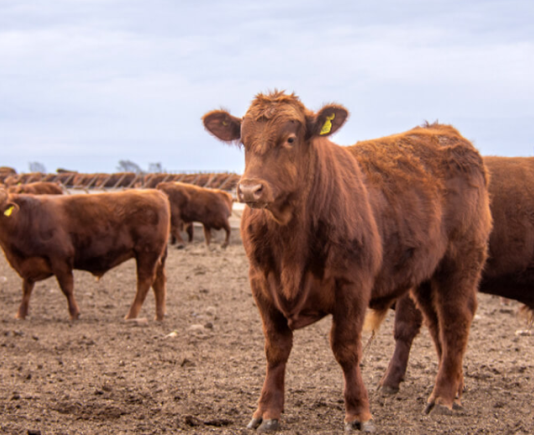“Al rojo vivo”: la Sociedad Rural alertó por la crisis que vive la ganadería vacuna