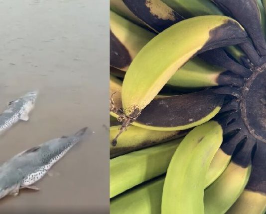 La sequía sigue provocando graves pérdidas: peces muertos y bananas “negras” en el norte.