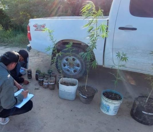 Gral. BELGRANO: Secuestran 21 plantines y tres plantas de marihuana en el barrio San Miguel