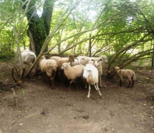 LAGUNA BLANCA: La policía recuperó 12 ovinos que fueron sustraídos de un campo ganadero.