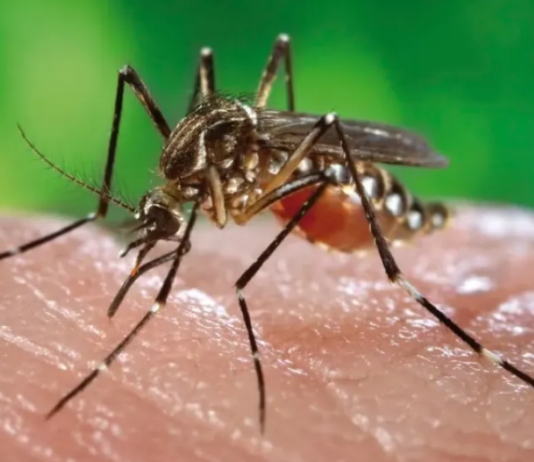 ALERTA EN LAS FRONTERAS: Un brote de chikungunya en Paraguay y la vuelta de los argentinos a las playas de Brasil activan alarmas sanitarias